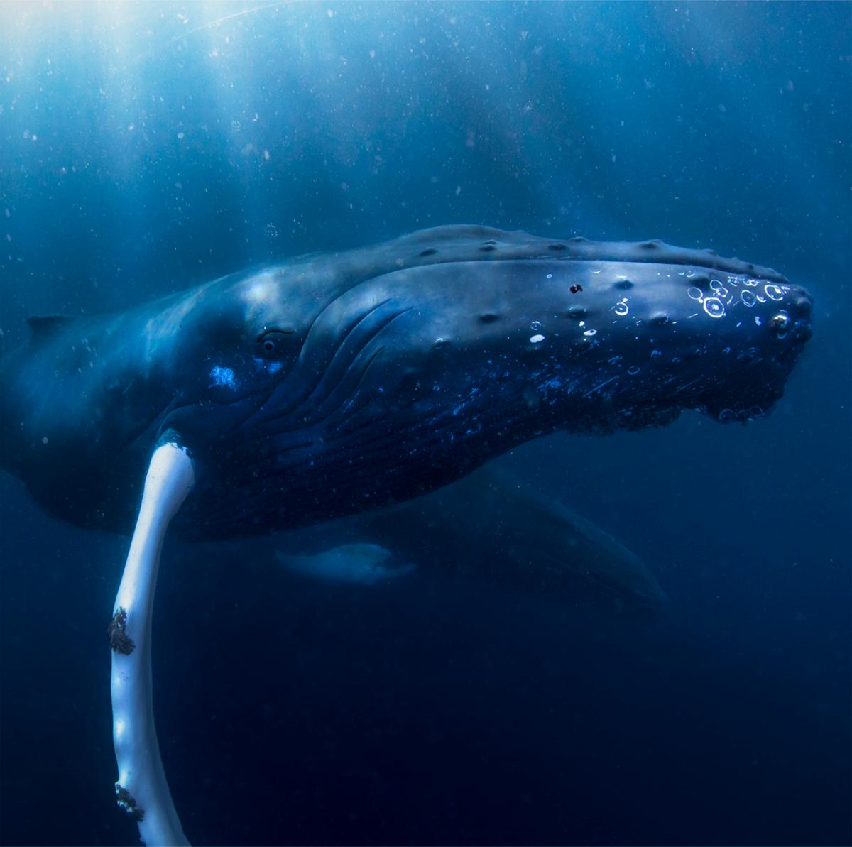 Why does the humpback whale migrate? | UiT